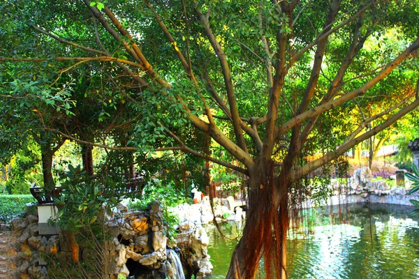 Parktaki yaşlı ağaç