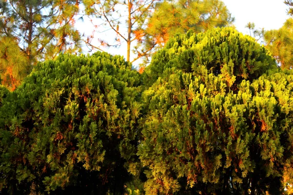 Arbres Dans Jardin Automne — Photo