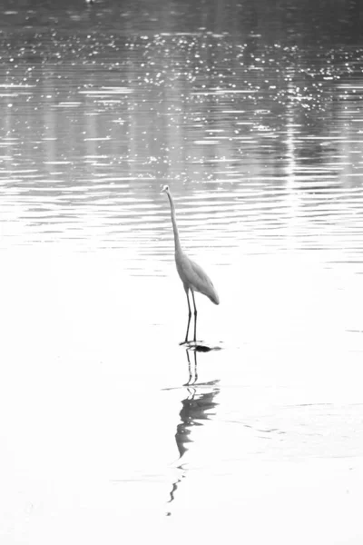 Grúa Lago Foto Blanco Negro — Foto de Stock