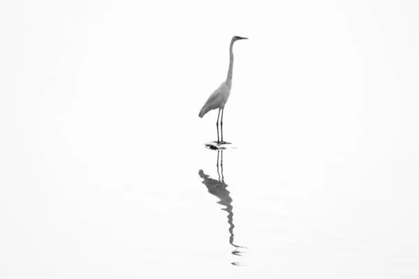 Biały Dźwig Stanąć Jeziorze Czarno Białe Zdjęcie — Zdjęcie stockowe