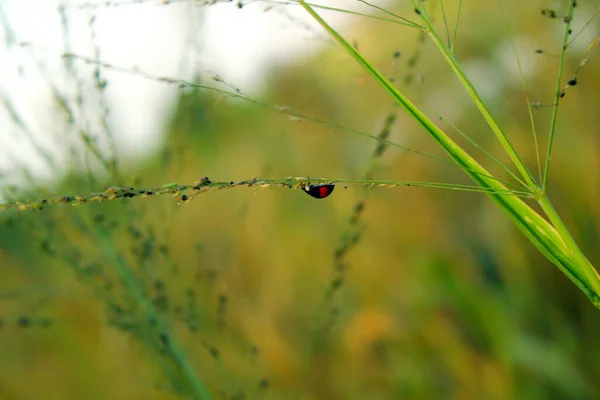 Lam Sang Wai 香港の植物のてんとう虫 — ストック写真