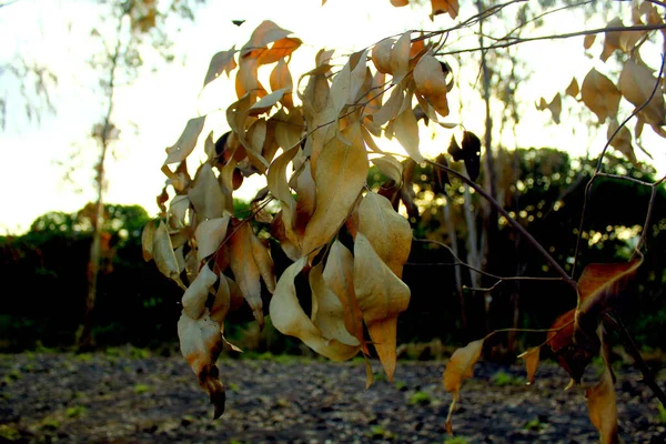 森林里的干枯树叶 — 图库照片