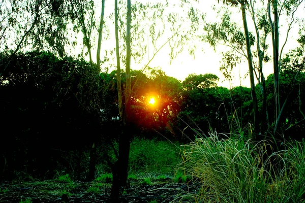 Coucher Soleil Dans Forêt — Photo