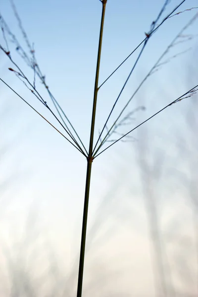 Gökyüzünde bir çimen