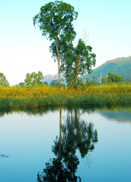 Göldeki ağaç
