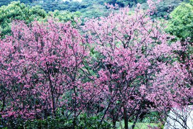 Taipei, Tayvan 'da pembe kiraz çiçeği sakura