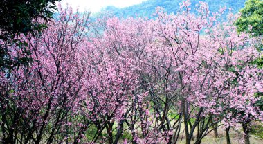 Taipei, Tayvan 'da pembe kiraz çiçeği sakura