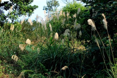 Japon gümüşotları tarlada