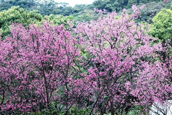 Rózsaszín Színű Cseresznyevirág Sakura Taipei Tajvan — Stock Fotó