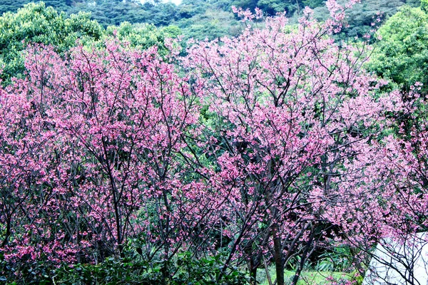 Color Rosa Flor Cerezo Sakura Taipei Taiwán — Foto de Stock