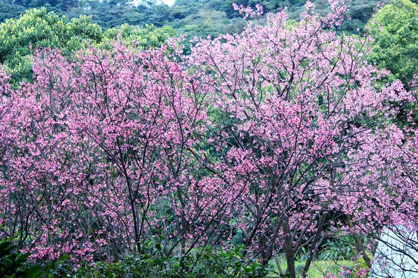 Růžová Barva Třešeň Květ Sakura Taipei Tchaj Wan — Stock fotografie