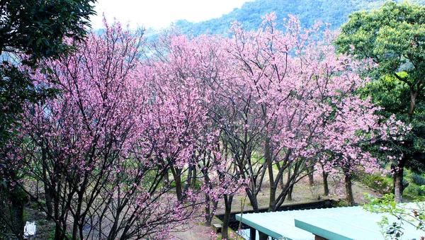 Ροζ Χρώμα Άνθος Κερασιάς Sakura Στην Ταϊπέι Ταϊβάν — Φωτογραφία Αρχείου