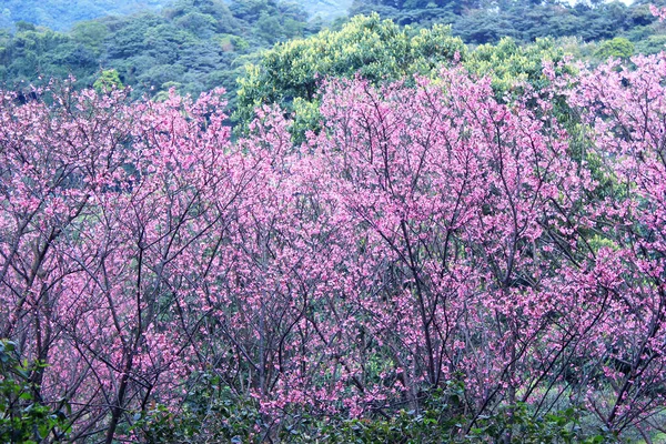 Rózsaszín Színű Cseresznyevirág Sakura Taipei Tajvan — Stock Fotó