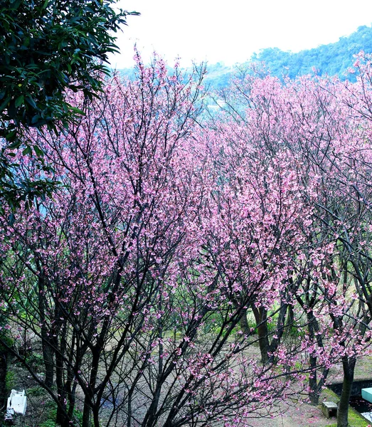 台北市のピンク色の桜 — ストック写真