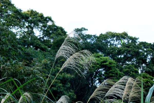 Японская Трава Поле — стоковое фото