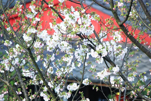 Cor Branca Flor Cereja Sakura Taipei Taiwan — Fotografia de Stock