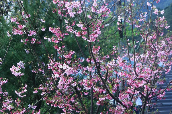 Cor Rosa Flor Cereja Sakura Taipei Taiwan — Fotografia de Stock