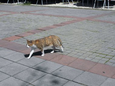 Yerdeki sevimli kedi.