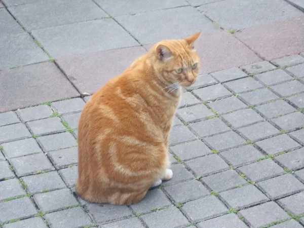 Eine Katze Auf Der Straße — Stockfoto