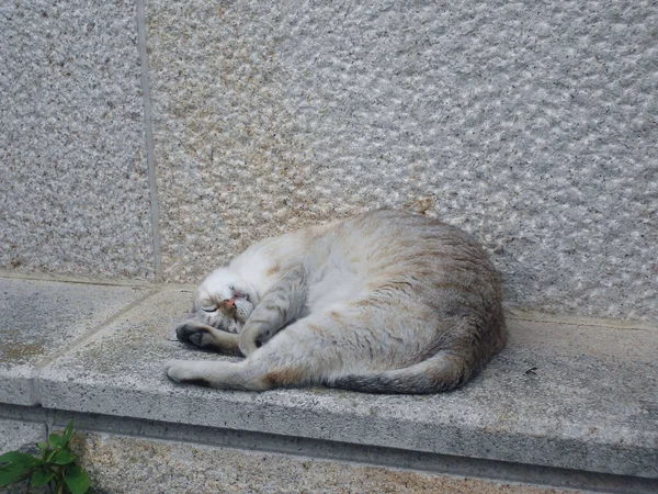 Μια Γάτα Στον Τοίχο — Φωτογραφία Αρχείου
