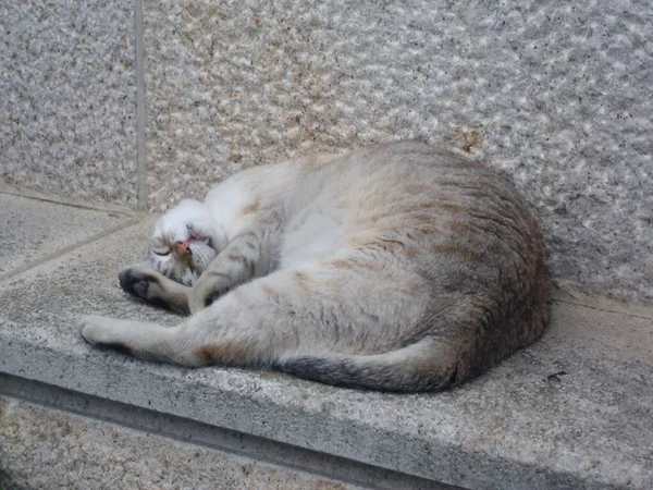 Μια Γάτα Στον Τοίχο — Φωτογραφία Αρχείου