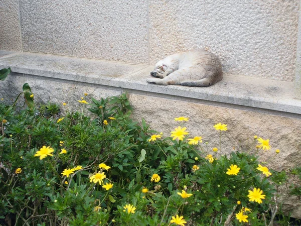 Eine Katze Der Wand — Stockfoto