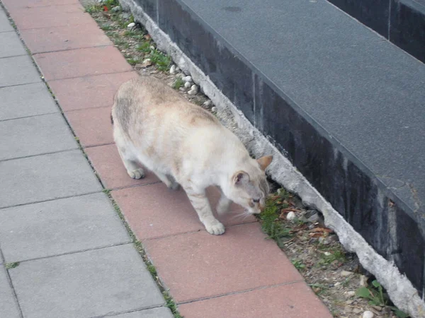 Μια Γάτα Στο Δρόμο — Φωτογραφία Αρχείου