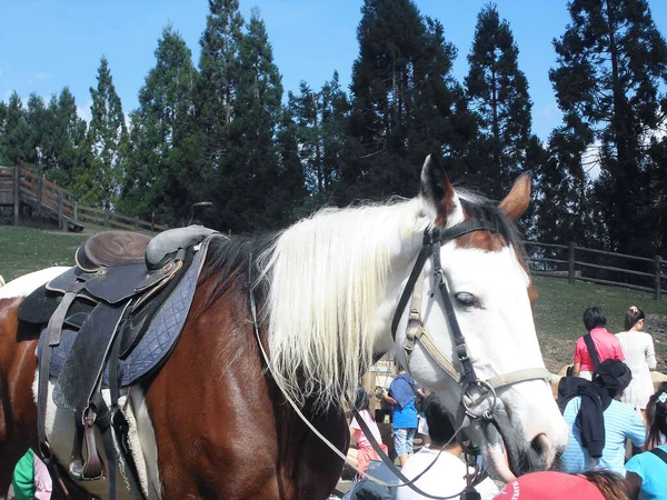 Beau Cheval Dans Parc — Photo