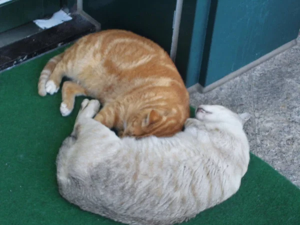 Zwei Katzen Schlafen Auf Dem Boden — Stockfoto