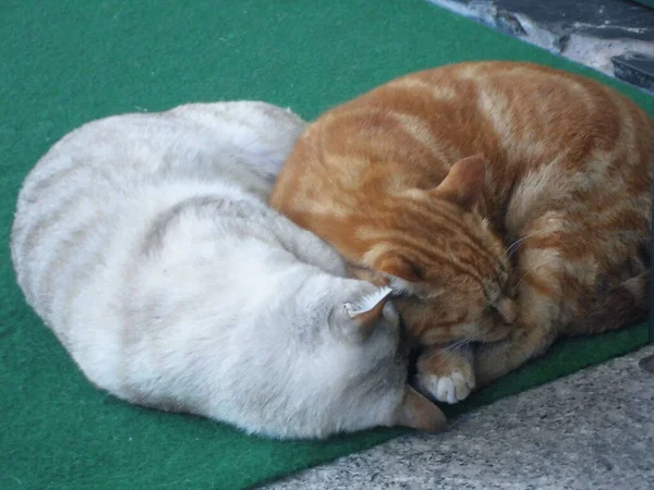 Két Macska Alszik Földön — Stock Fotó