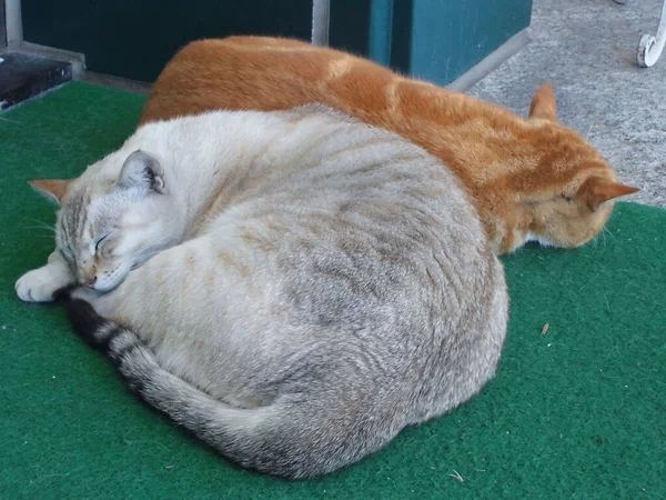 Dois Gato Dormindo Chão — Fotografia de Stock