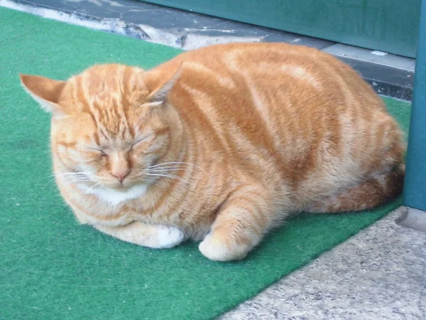 Katze Schläft Auf Dem Boden — Stockfoto