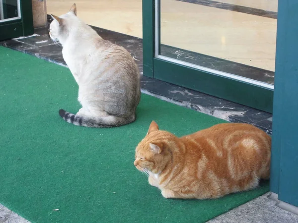 Zwei Katzen Fenster — Stockfoto