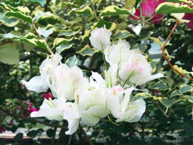 Hakone Gora Park, Japonya 'da güzel çiçekler