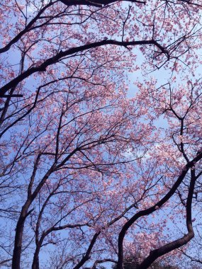 Tokyo, Japonya 'da kiraz çiçekleri açıyor.