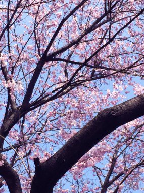 Tokyo, Japonya 'da kiraz çiçekleri açıyor.
