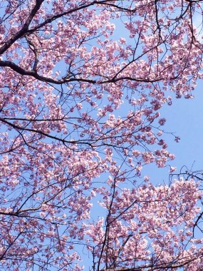 Tokyo, Japonya 'da kiraz çiçekleri açıyor.
