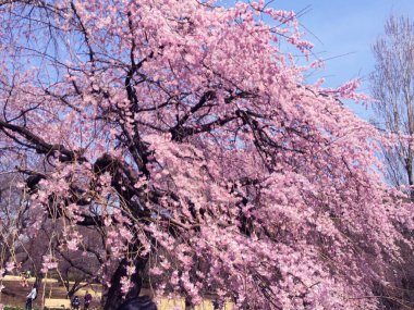 Tokyo, Japonya 'da kiraz çiçekleri açıyor.