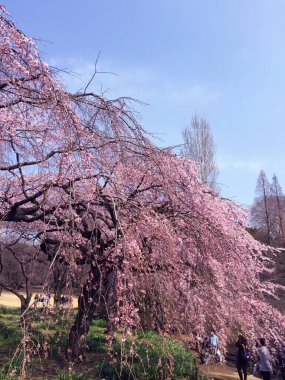 Tokyo, Japonya 'da kiraz çiçekleri açıyor.
