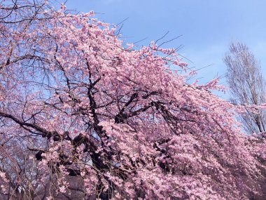 Tokyo, Japonya 'da kiraz çiçekleri açıyor.