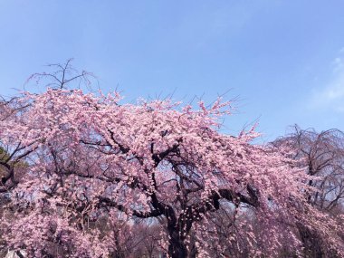 Tokyo, Japonya 'da kiraz çiçekleri açıyor.