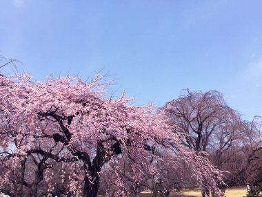 Tokyo, Japonya 'da kiraz çiçekleri açıyor.