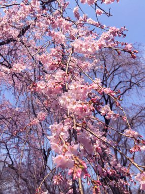 Tokyo, Japonya 'da kiraz çiçekleri açıyor.