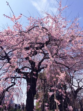 Tokyo, Japonya 'da kiraz çiçekleri açıyor.