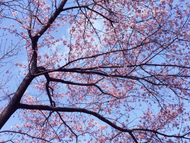 Tokyo, Japonya 'da kiraz çiçekleri açıyor.