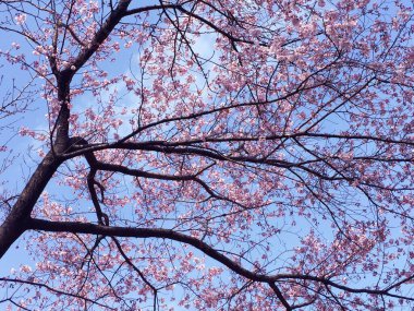 Tokyo, Japonya 'da kiraz çiçekleri açıyor.