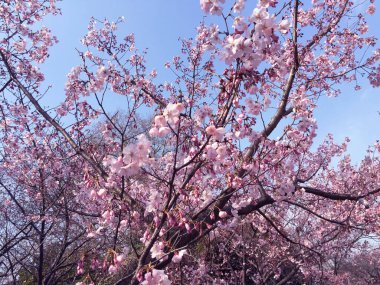 Tokyo, Japonya 'da kiraz çiçekleri açıyor.