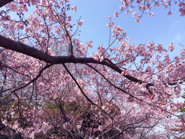 Tokyo, Japonya 'da kiraz çiçekleri açıyor.