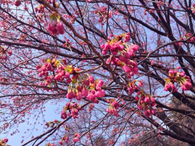 Tokyo, Japonya 'da kiraz çiçekleri açıyor.