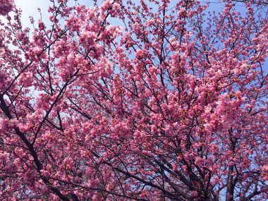Tokyo, Japonya 'da kiraz çiçekleri açıyor.
